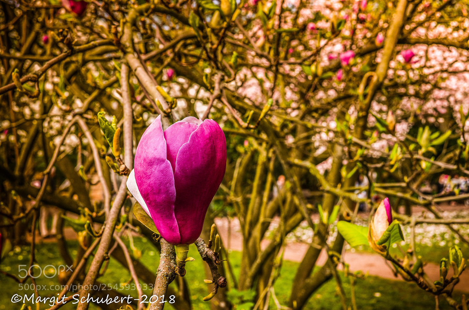 Nikon D5100 sample photo. Magnolia blossom photography