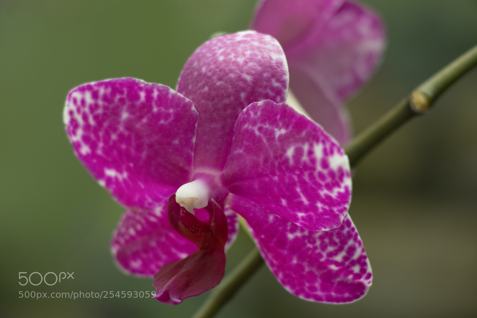 Canon EOS 800D (EOS Rebel T7i / EOS Kiss X9i) sample photo. Fuchsia orchid - phalaenopsis photography