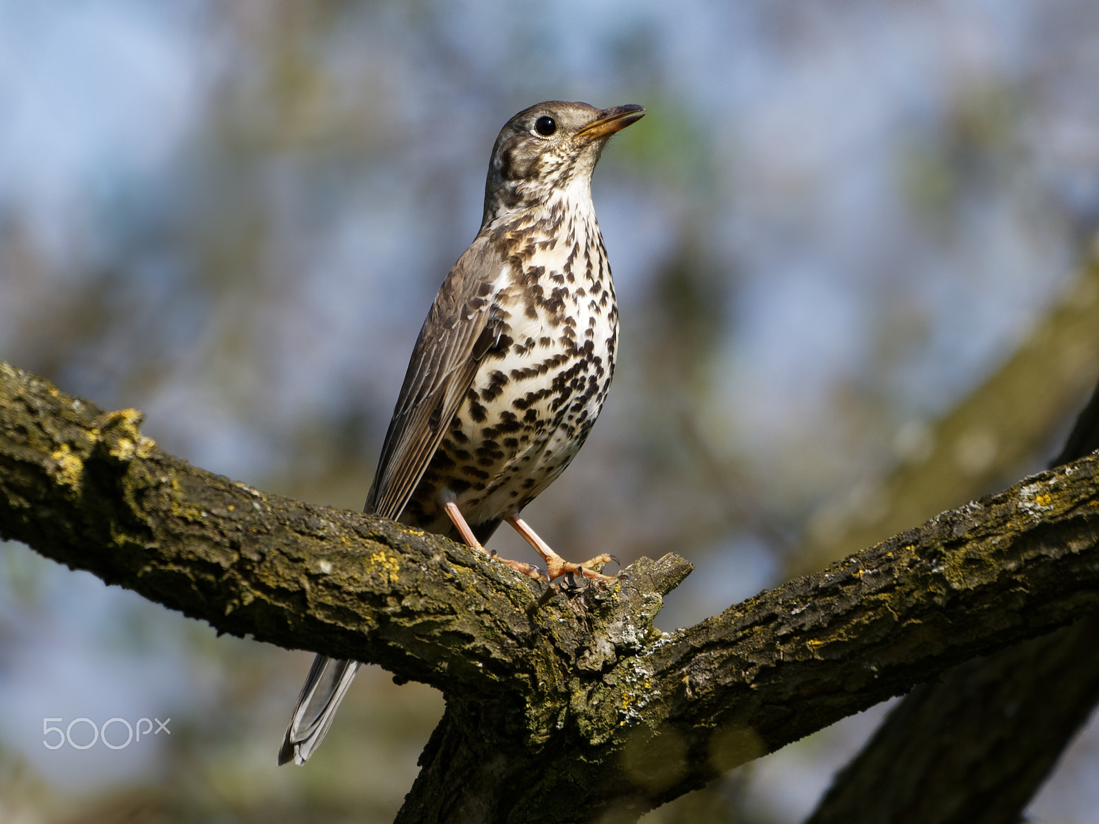 Nikon AF-S Nikkor 200-500mm F5.6E ED VR sample photo. Mistle thrush photography