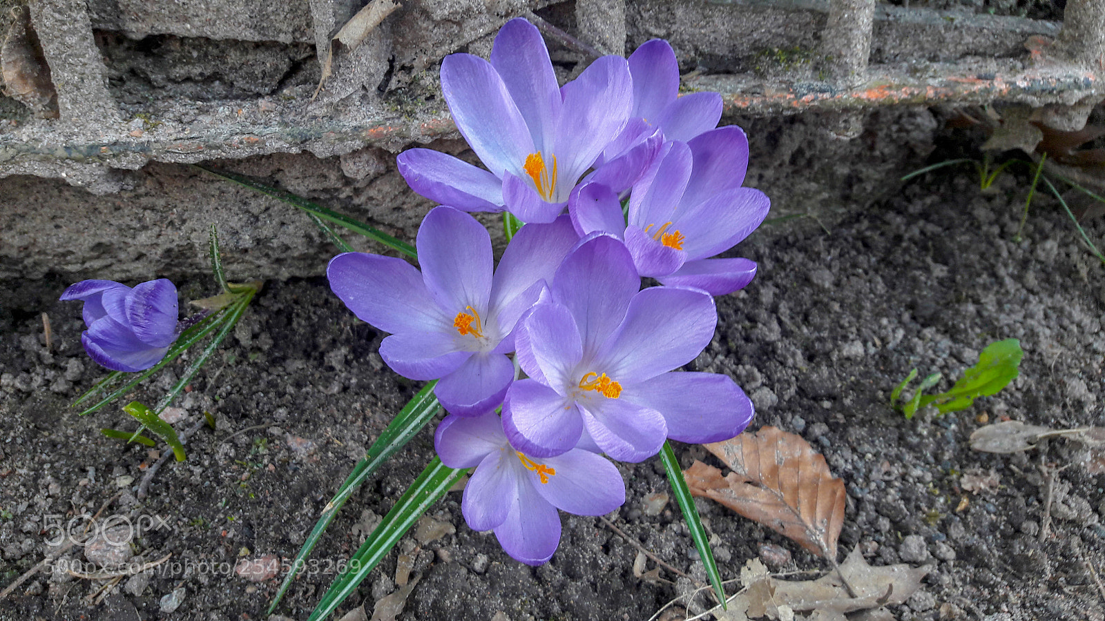 Samsung Galaxy A5(2016) sample photo. Flower on the sidewalk photography