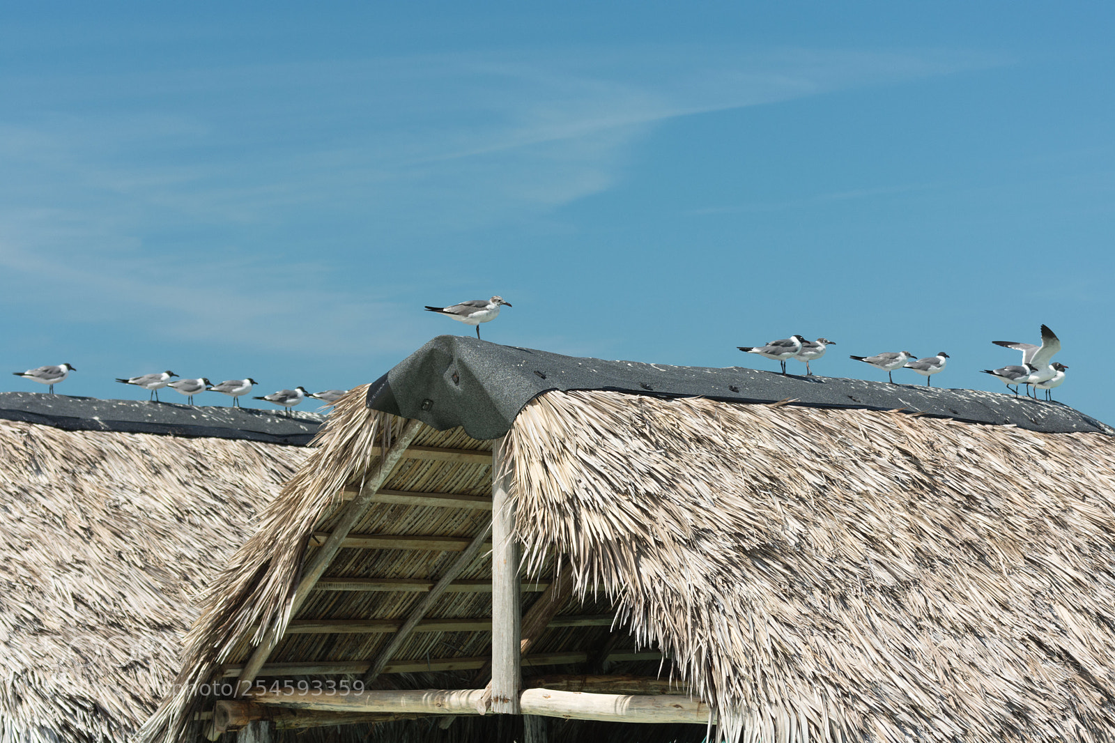 Nikon D7200 sample photo. On the roof photography