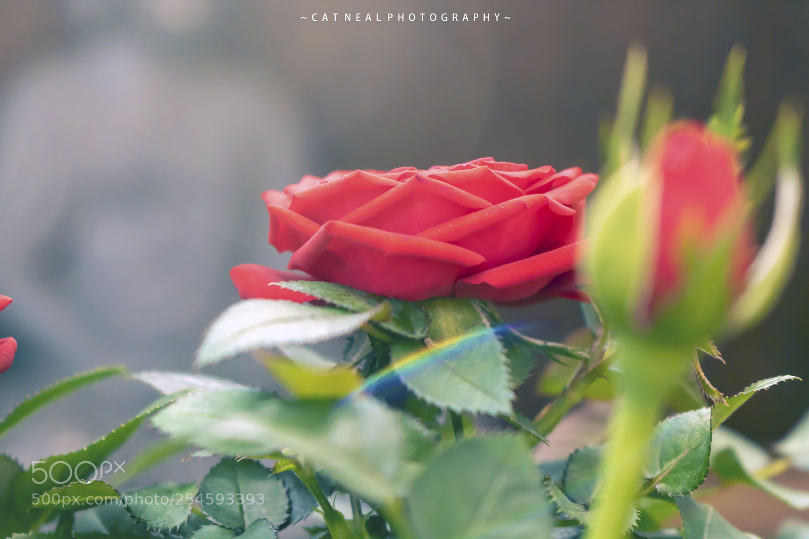 Canon EOS 750D (EOS Rebel T6i / EOS Kiss X8i) sample photo. Rainbow rose photography