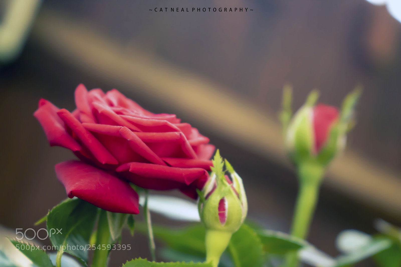 Canon EOS 750D (EOS Rebel T6i / EOS Kiss X8i) sample photo. Red rose photography