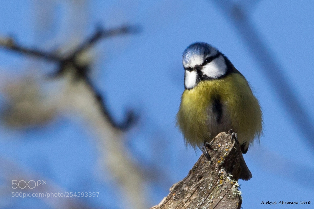 Canon EOS 100D (EOS Rebel SL1 / EOS Kiss X7) sample photo. Eurasian blue tit cyanistes photography