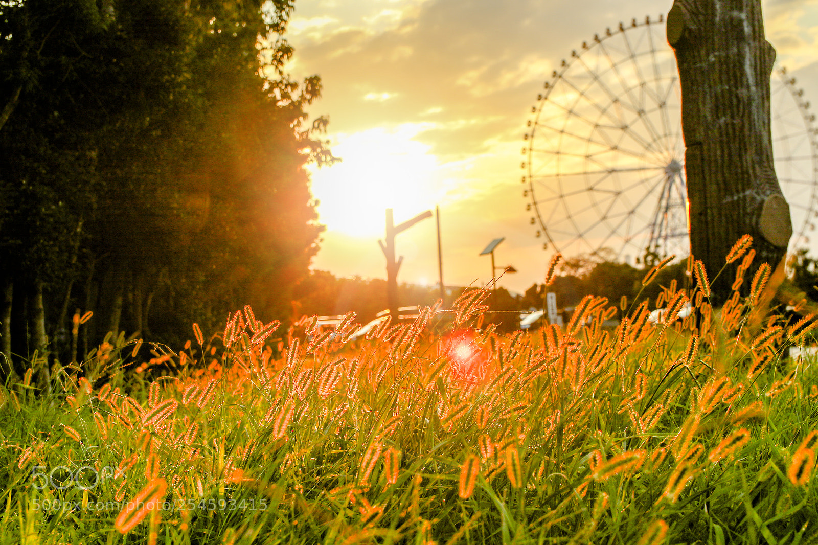 Canon EOS 7D Mark II sample photo. Sun grass photography