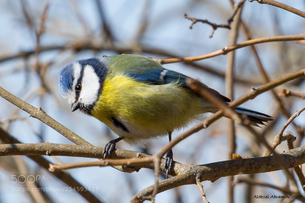 Canon EOS 100D (EOS Rebel SL1 / EOS Kiss X7) sample photo. Eurasian blue tit cyanistes photography