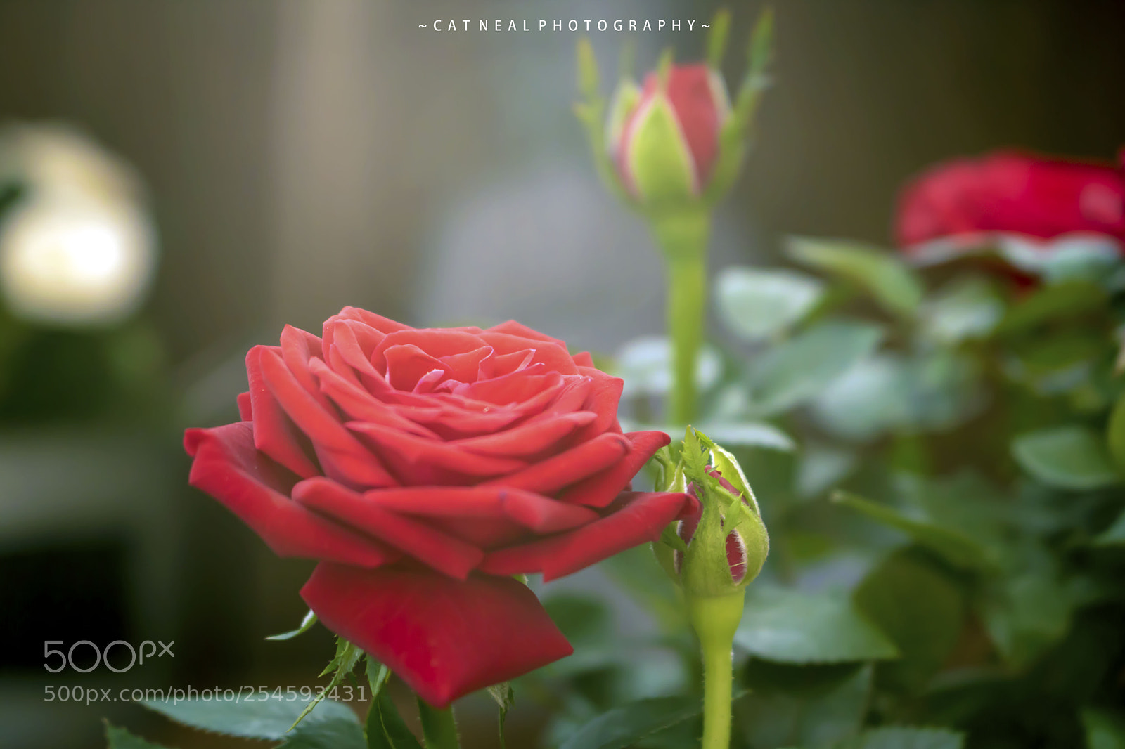Canon EOS 750D (EOS Rebel T6i / EOS Kiss X8i) sample photo. Red rose photography