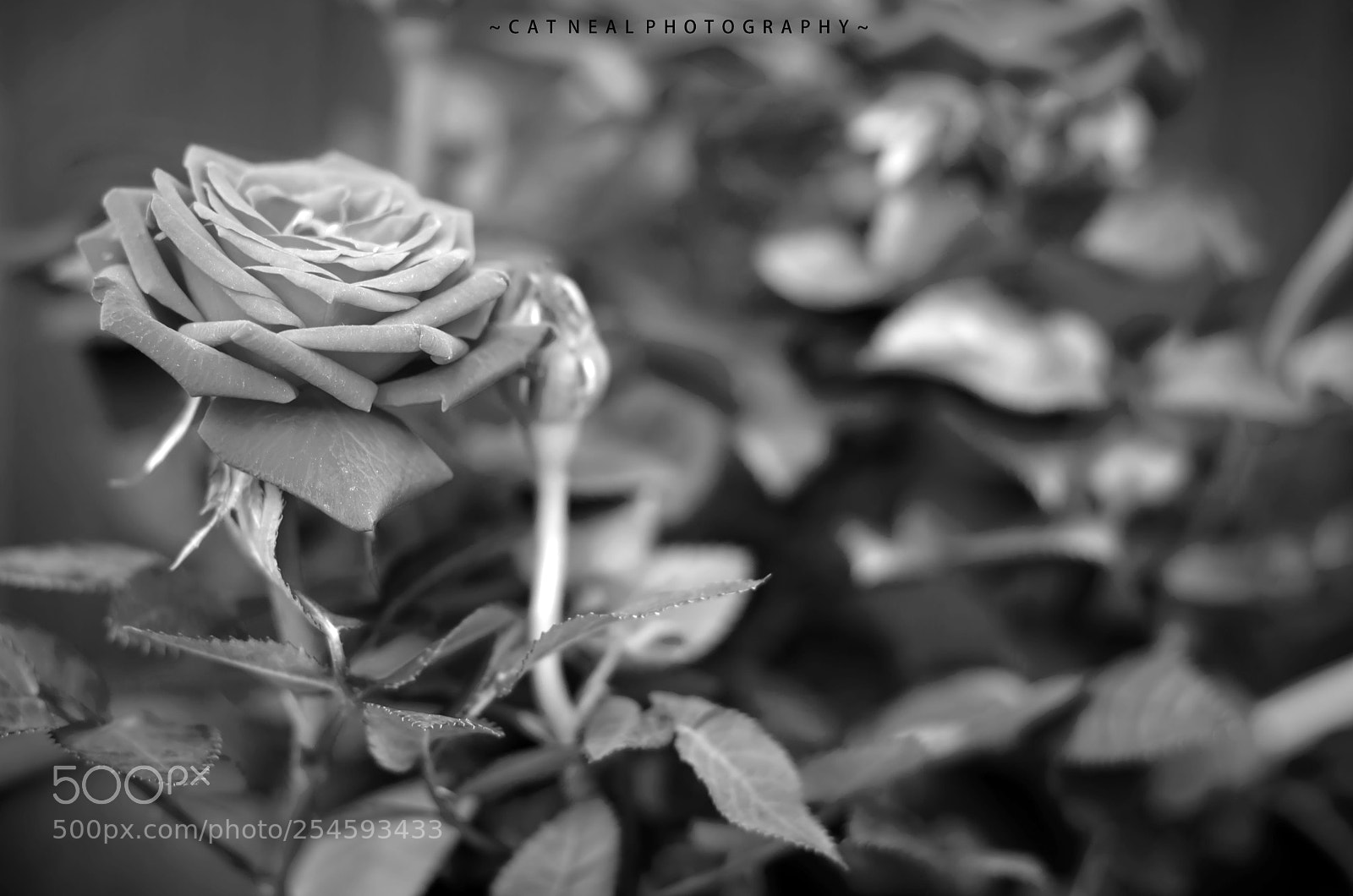 Canon EOS 750D (EOS Rebel T6i / EOS Kiss X8i) sample photo. Red rose b&w photography