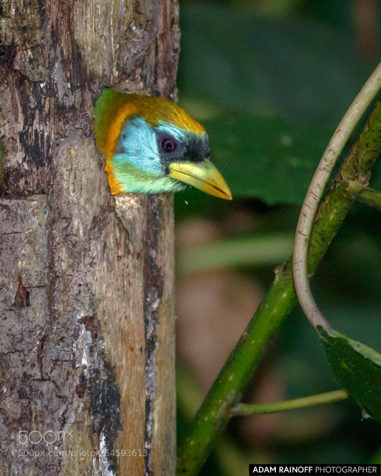 Canon EOS 70D sample photo. Female red-headed barbet alcazares photography