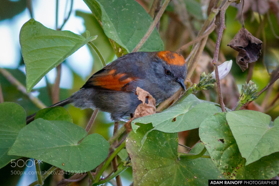 Canon EOS 70D sample photo. Azara's spinetail alcazares manizales photography