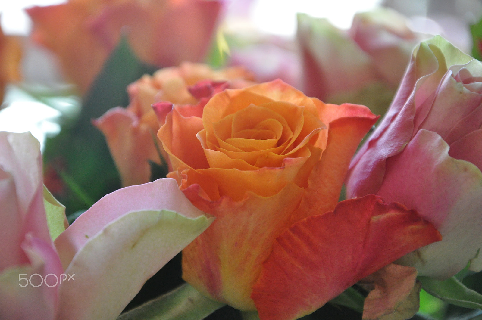 Nikon D5000 sample photo. Rosen photography