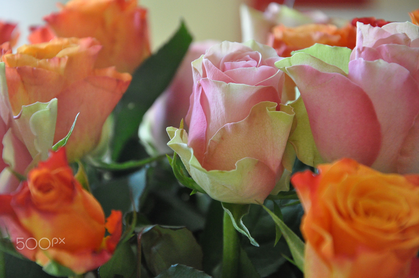 Nikon D5000 sample photo. Rosenvielfalt photography