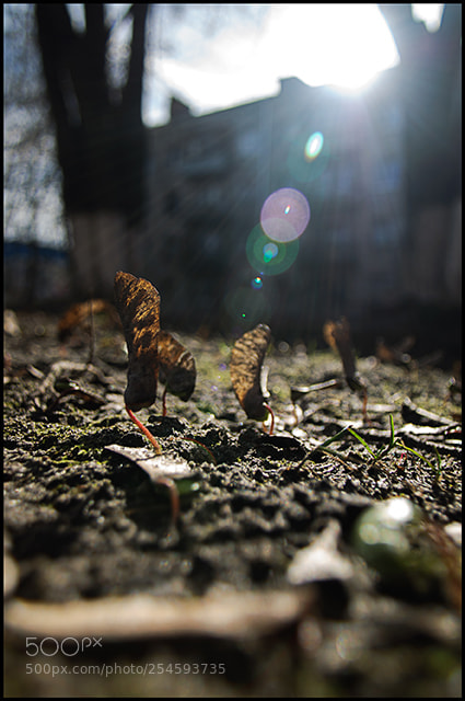 Nikon D5000 sample photo. семена клёна в середине весны photography