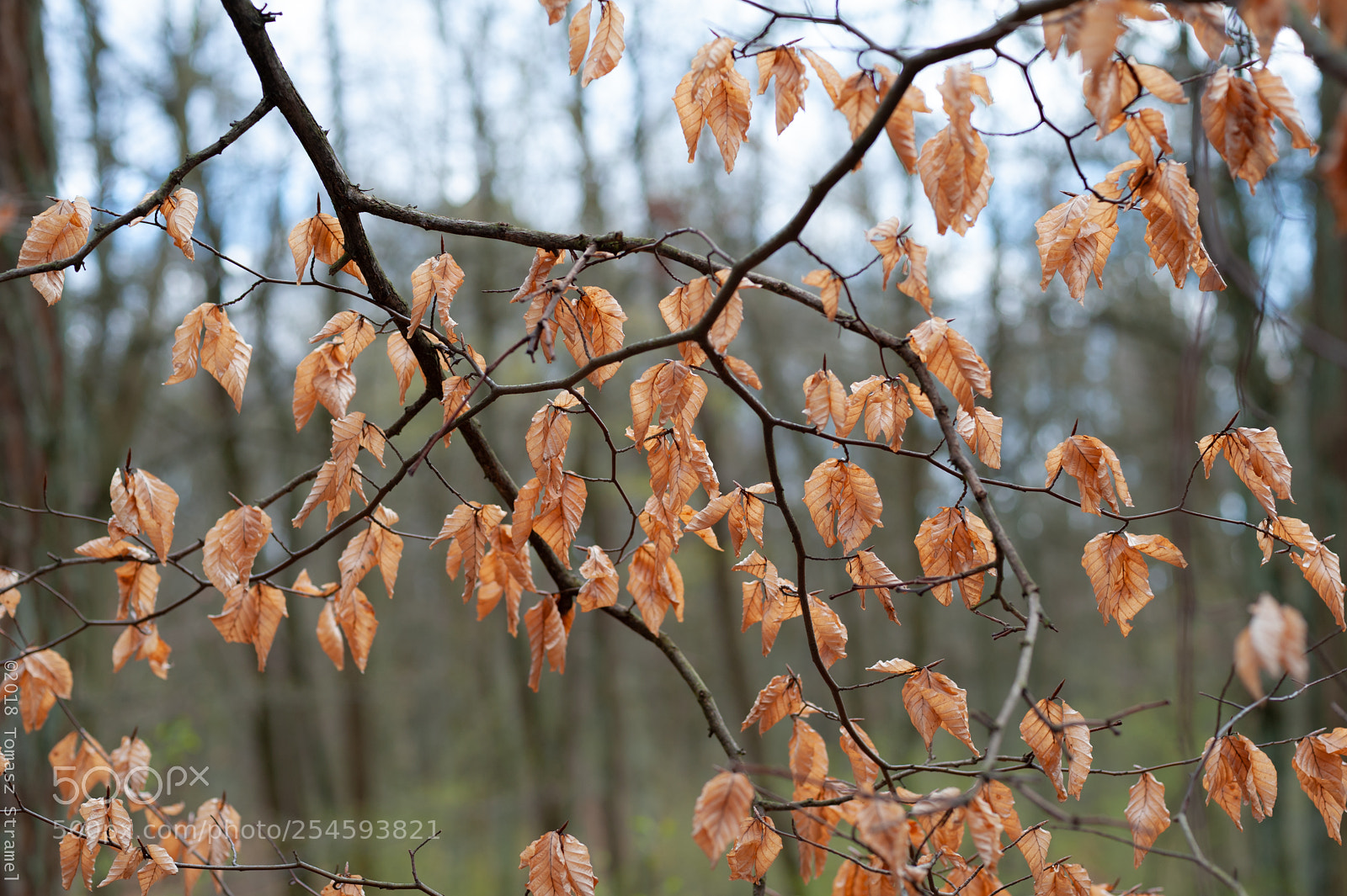 Nikon D700 sample photo. Is it spring or photography