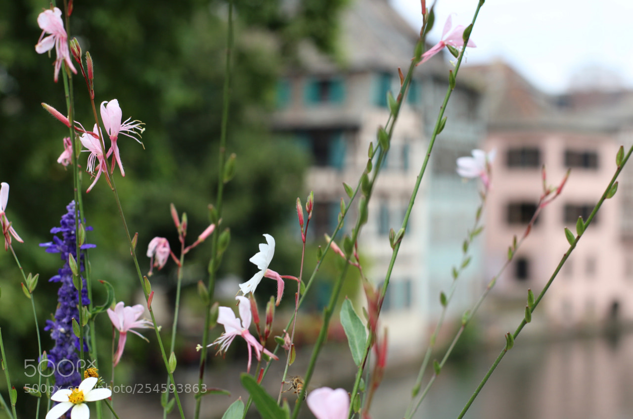 Canon EOS 100D (EOS Rebel SL1 / EOS Kiss X7) sample photo. French flowers photography