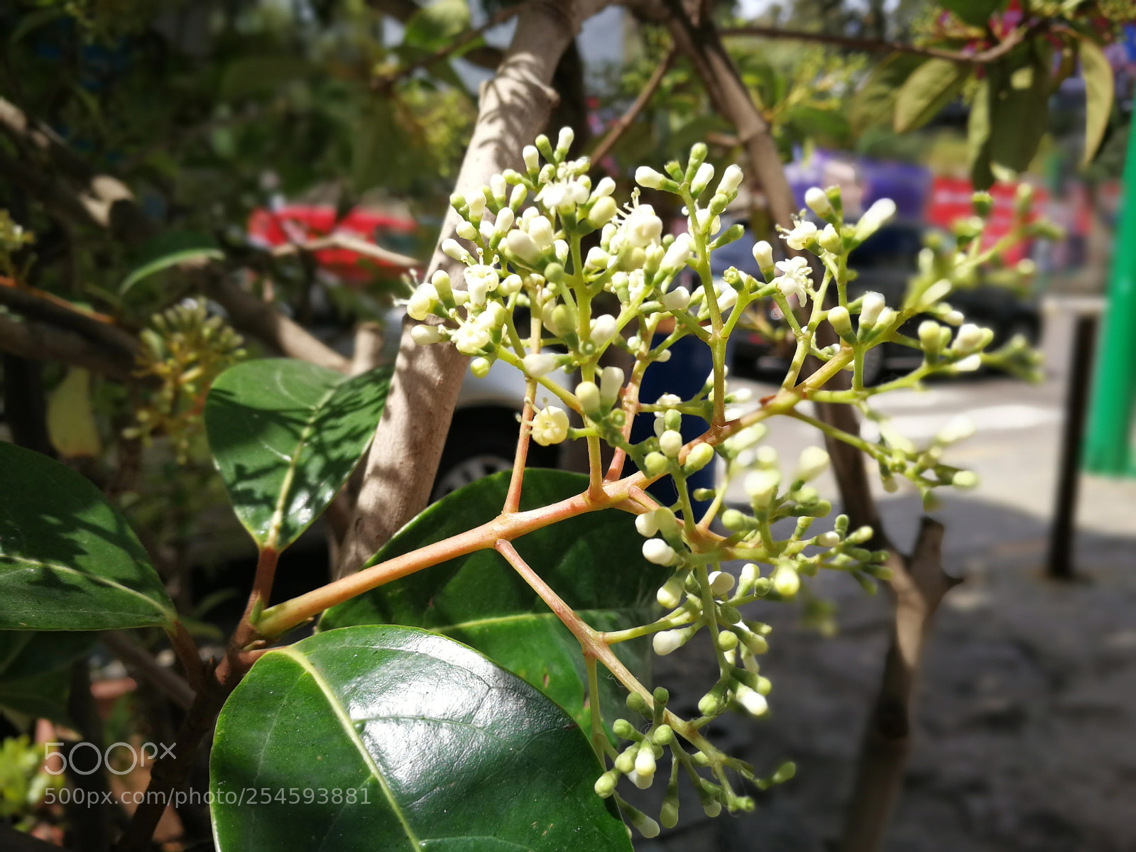 HUAWEI P10 sample photo. Untitled photography