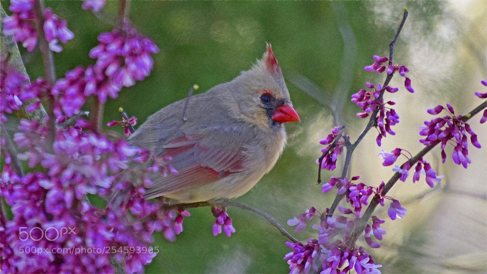 Nikon D5300 sample photo. Cardinal photography