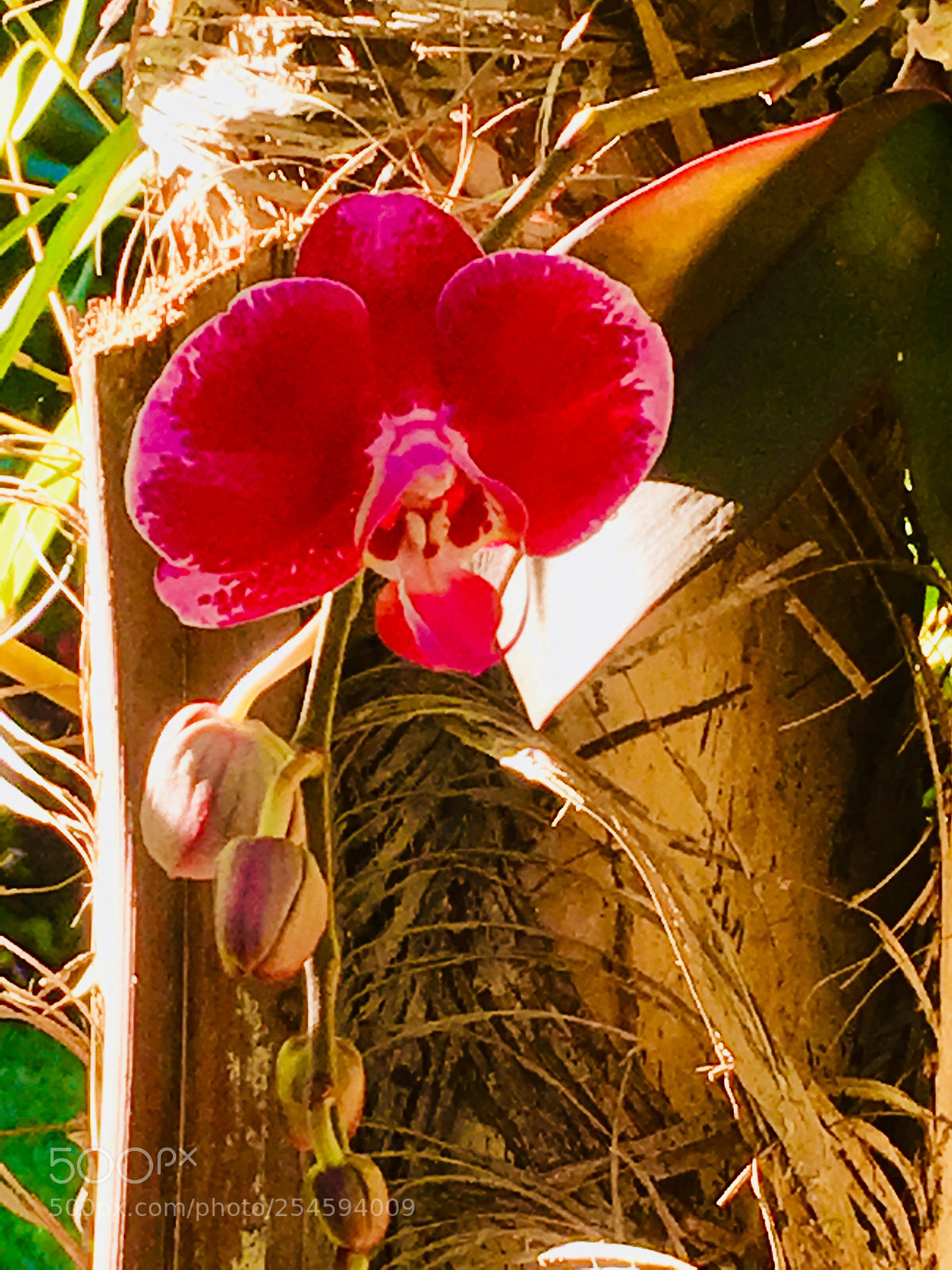 Apple iPhone SE sample photo. Orchid 1 photography