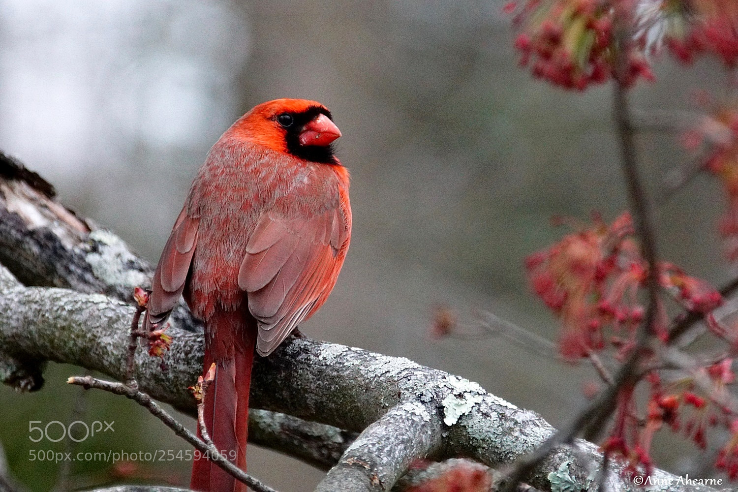 Sony ILCA-77M2 sample photo. Male northern cardinal photography