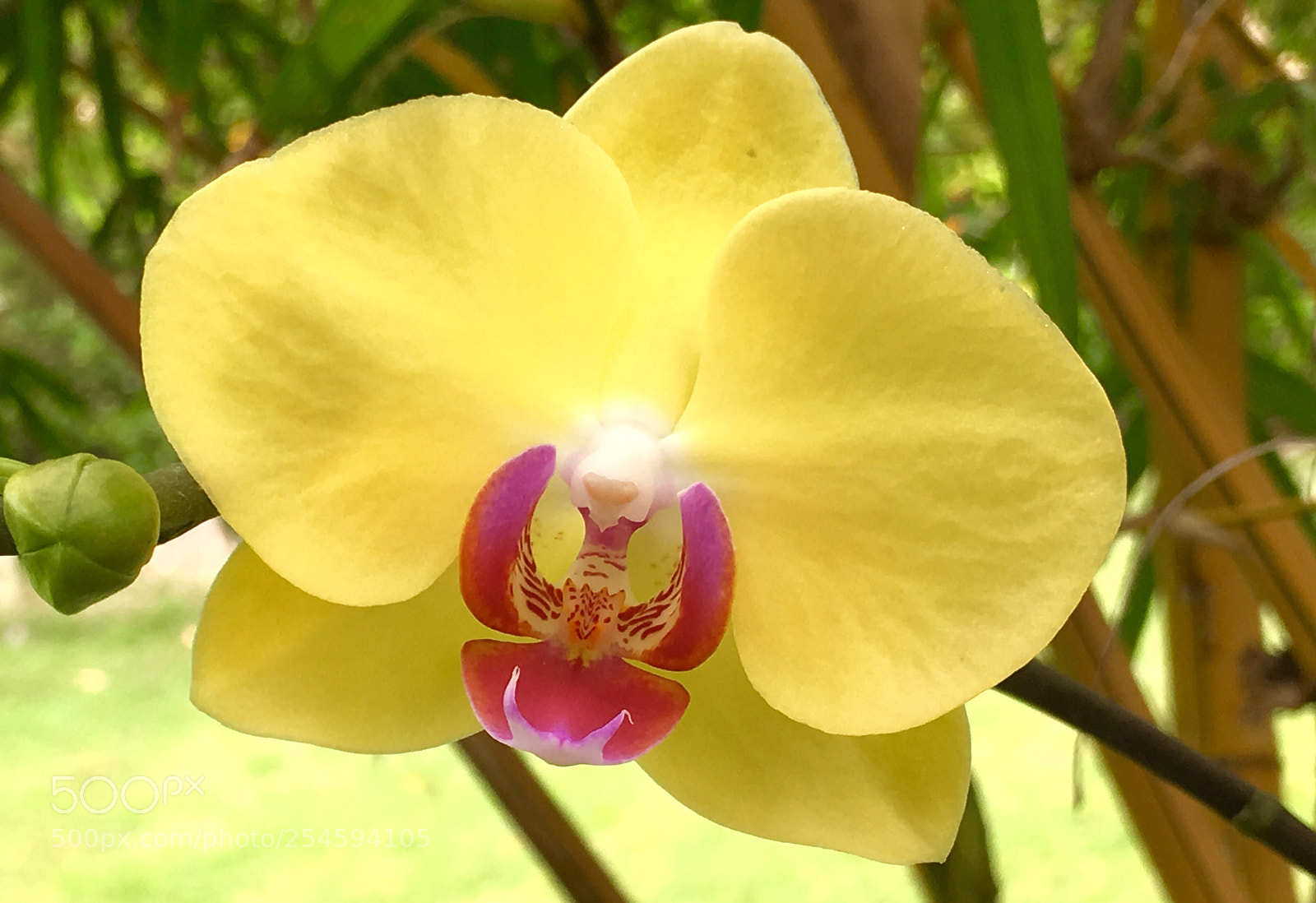 Apple iPhone SE sample photo. Orchid 2 photography