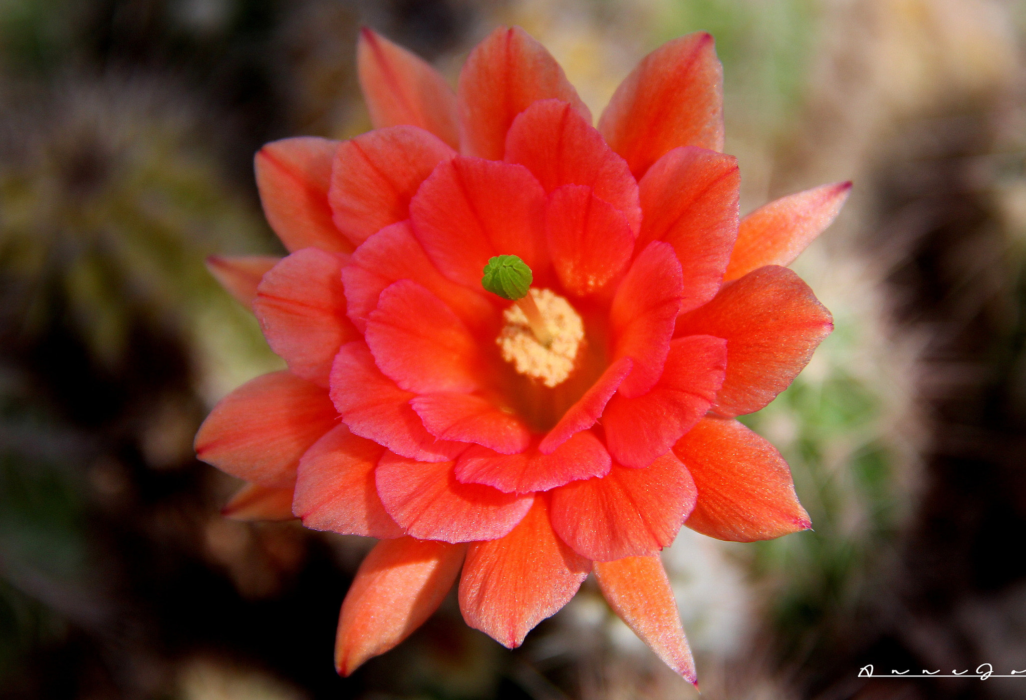 Canon EF-S 18-200mm F3.5-5.6 IS sample photo. Beyond the thorns photography
