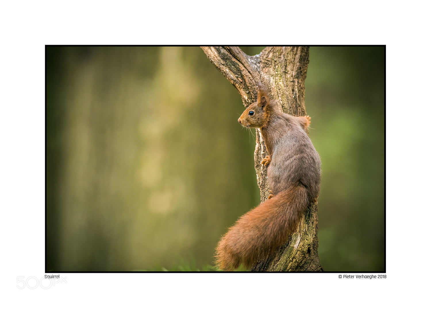 Nikon D810 sample photo. Squirrel photography