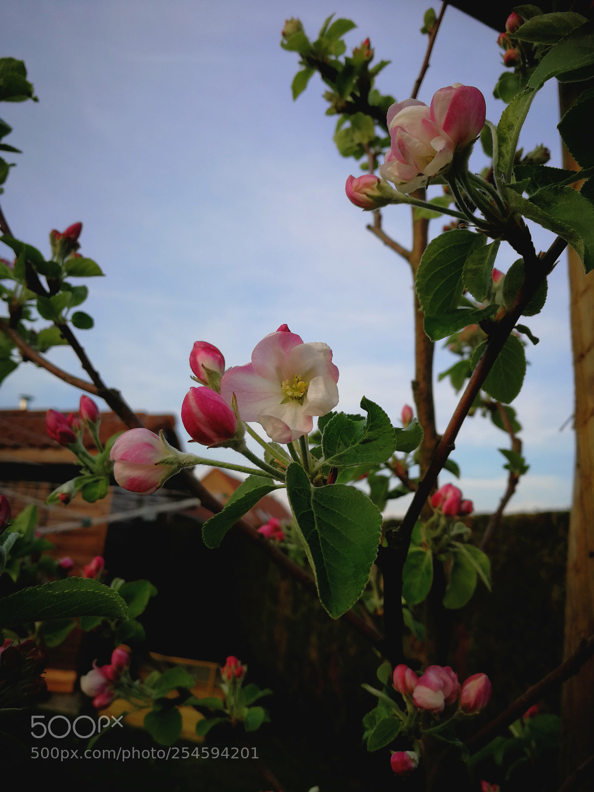 HUAWEI P10 sample photo. Apple tree flowers photography