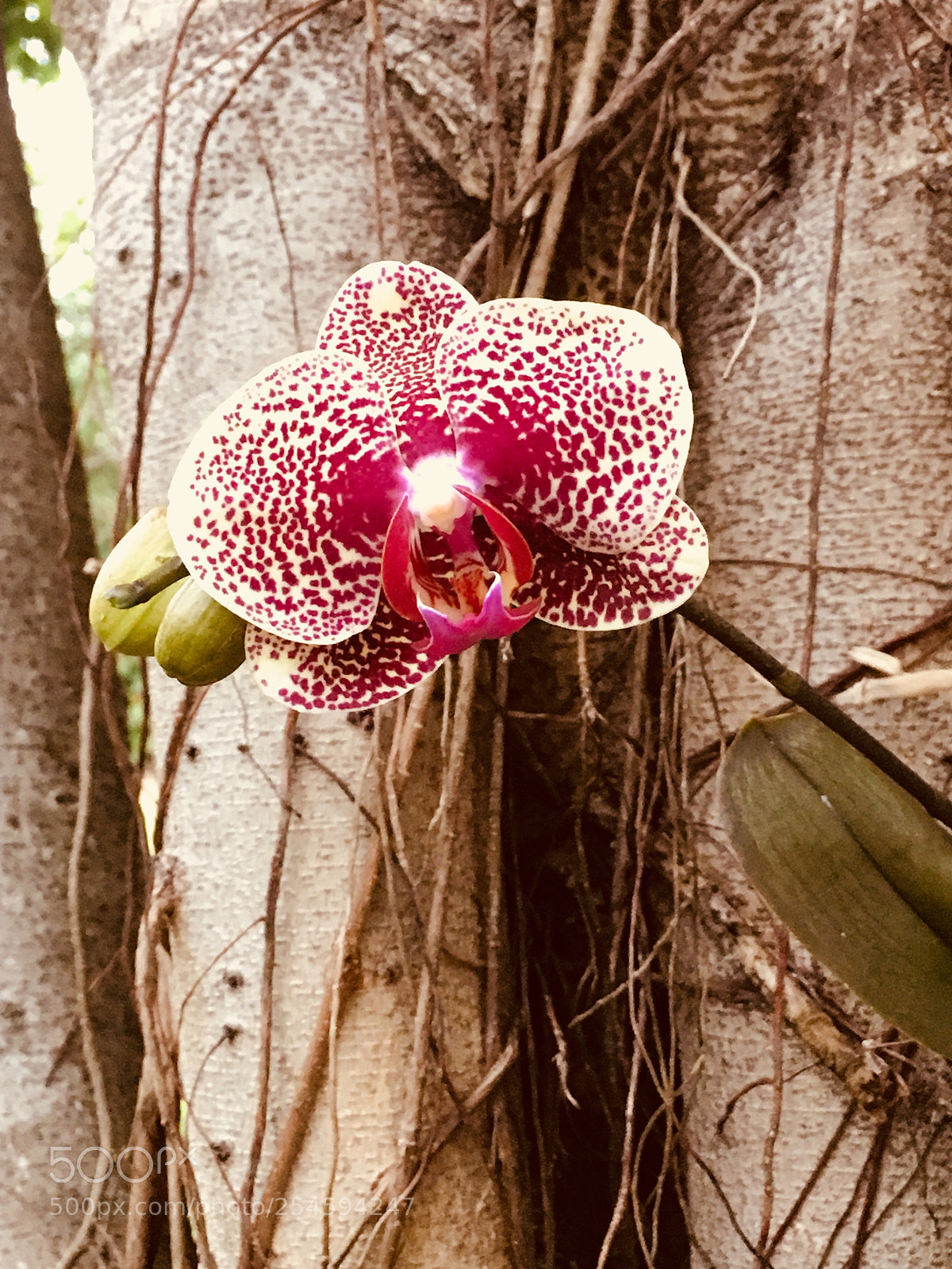 Apple iPhone SE sample photo. Orchid 3 photography
