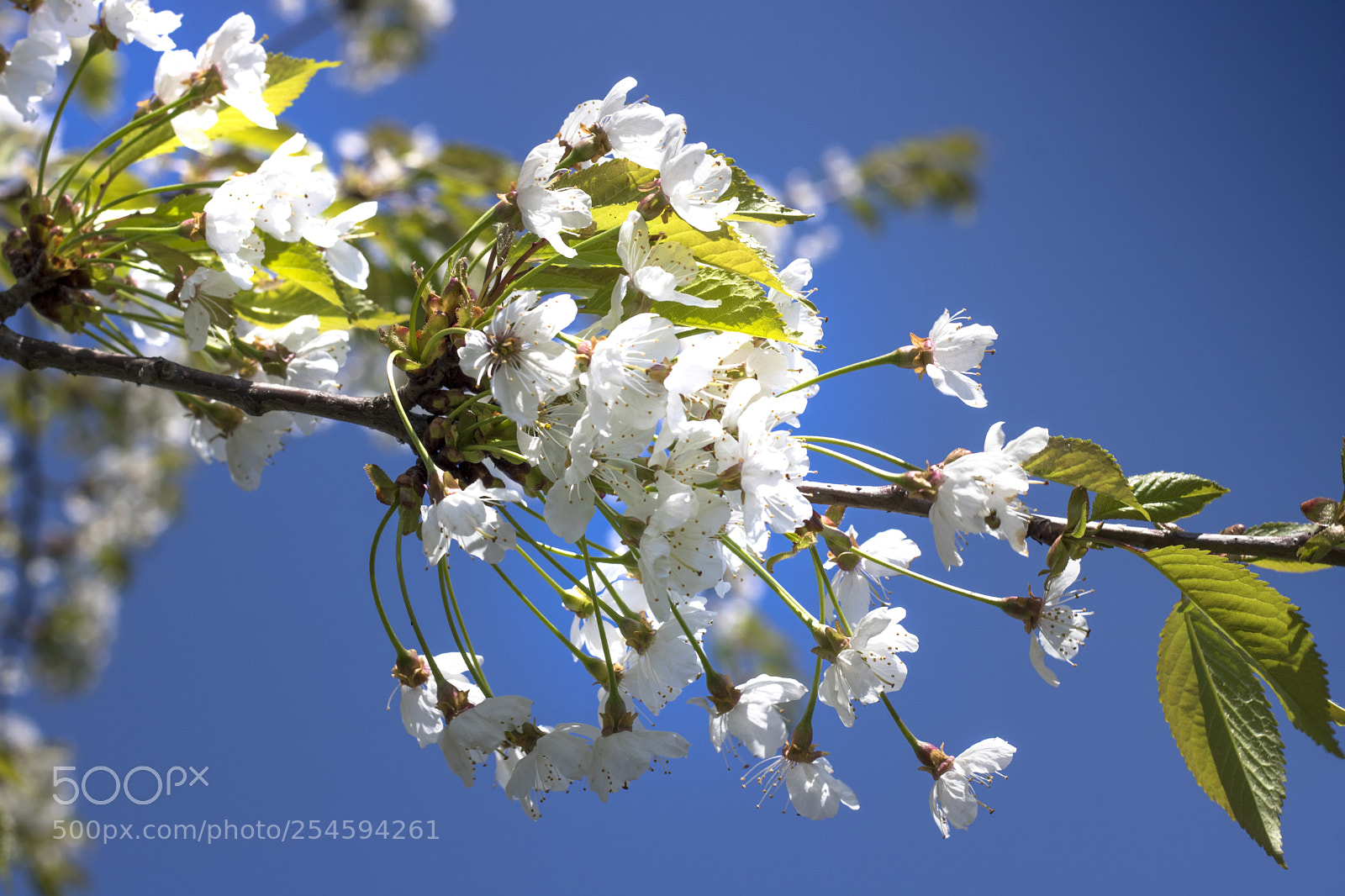 Canon EOS 750D (EOS Rebel T6i / EOS Kiss X8i) sample photo. Img photography