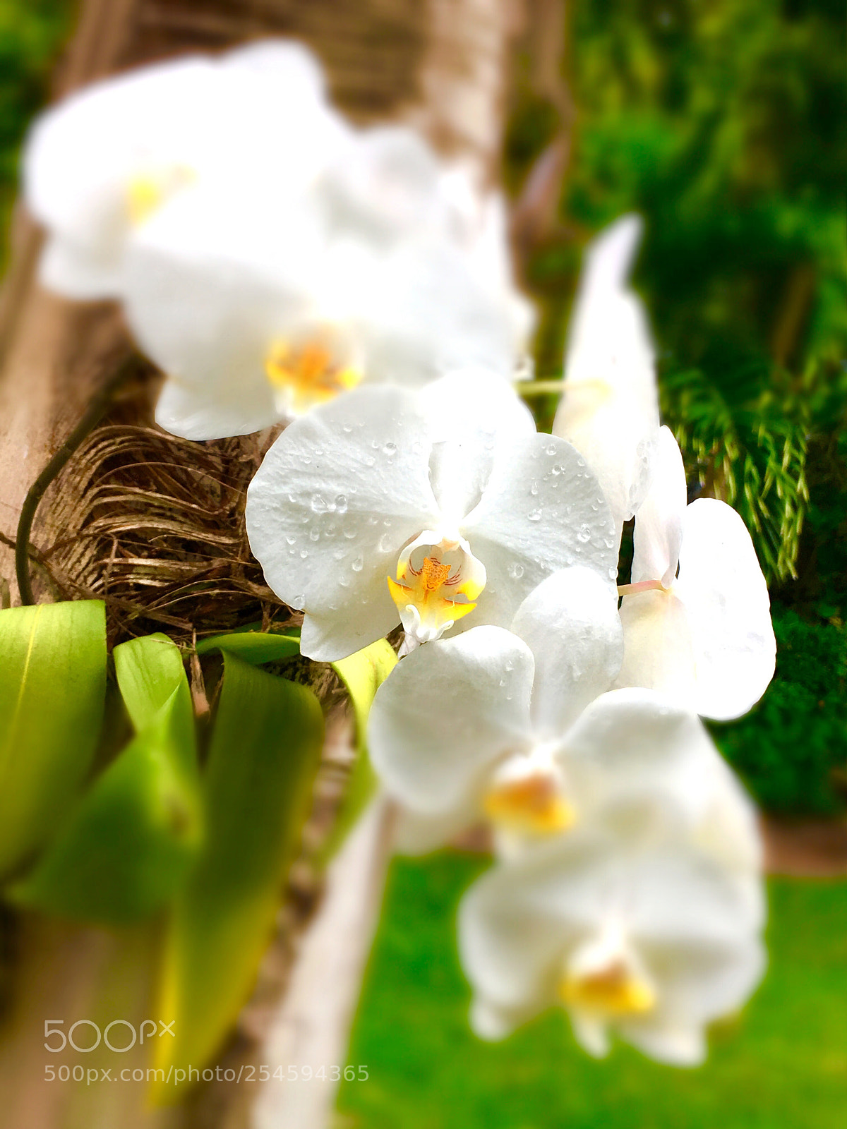 Apple iPhone SE sample photo. Orchids  photography
