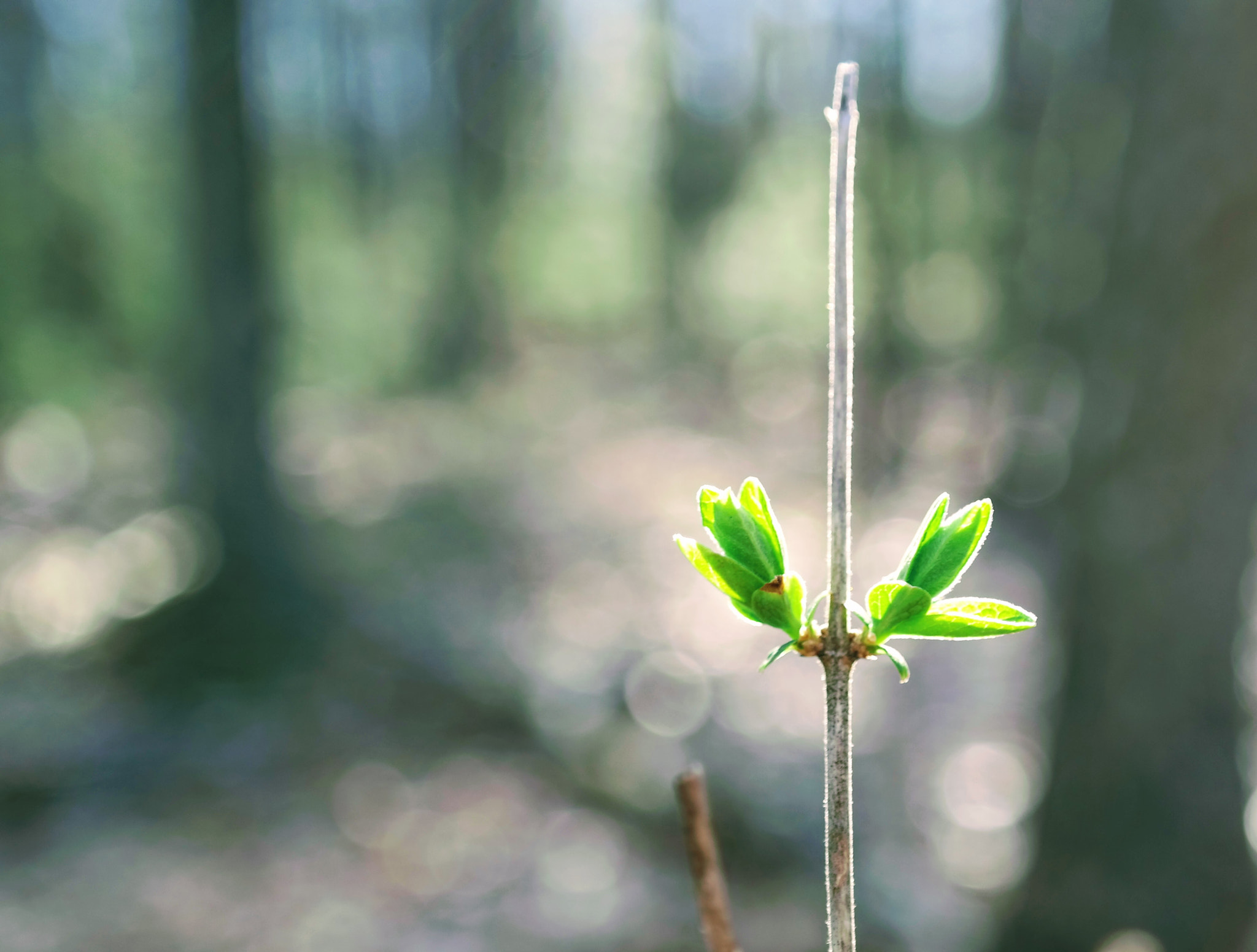 Samsung NX300M sample photo. Morning walk in the mountains photography