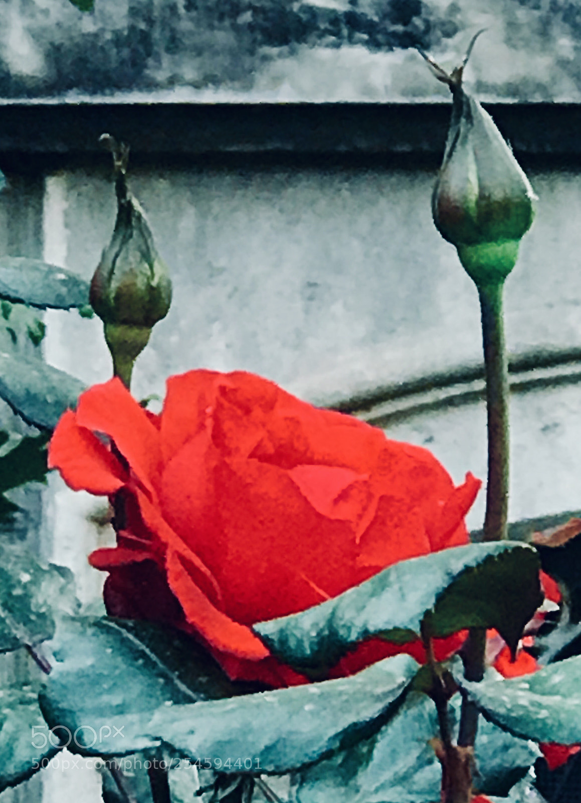Apple iPhone 7 Plus sample photo. Beautiful red rose photography