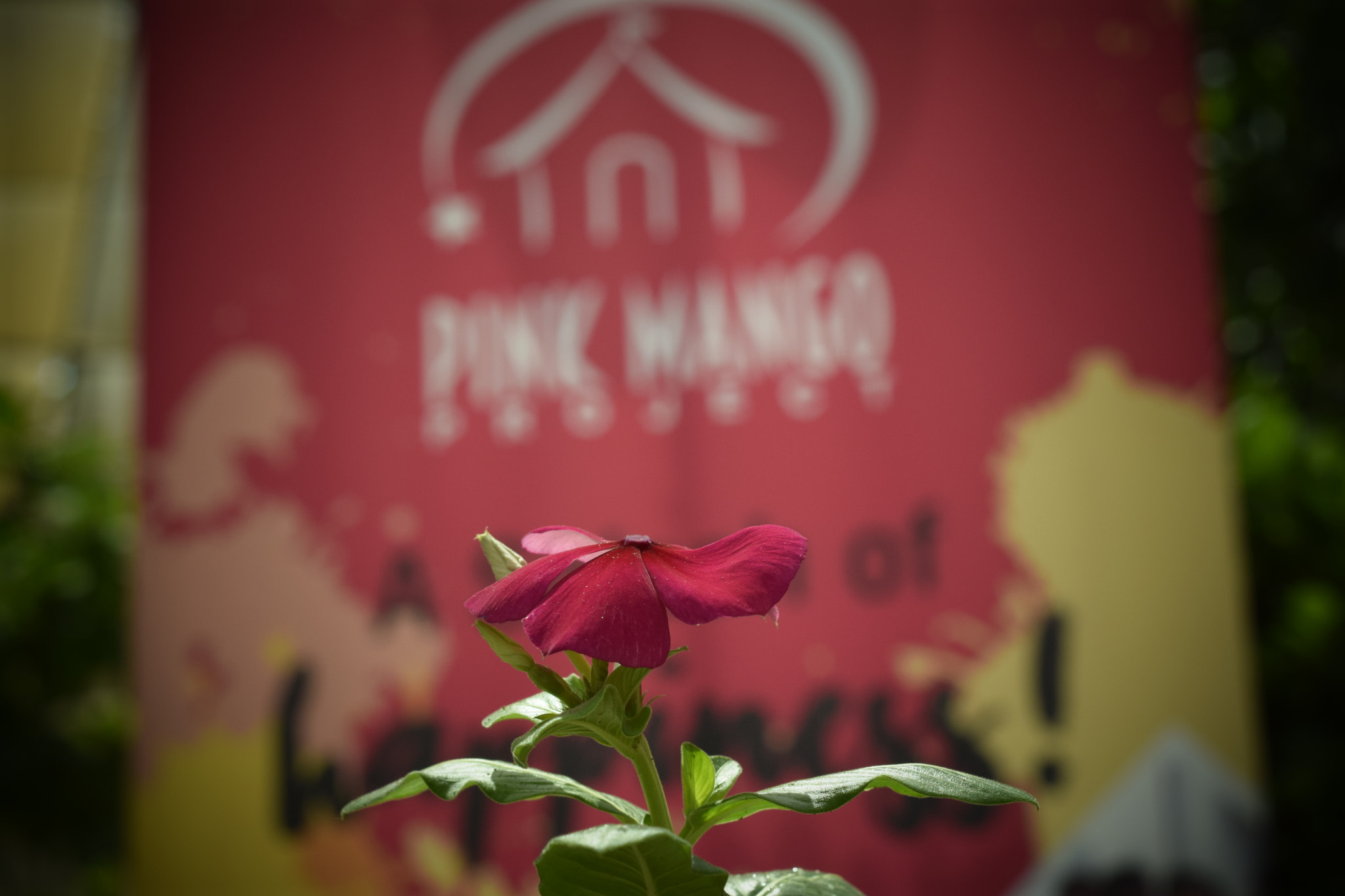 Nikon D3300 + Nikon AF Nikkor 50mm F1.8D sample photo. Let me grow photography