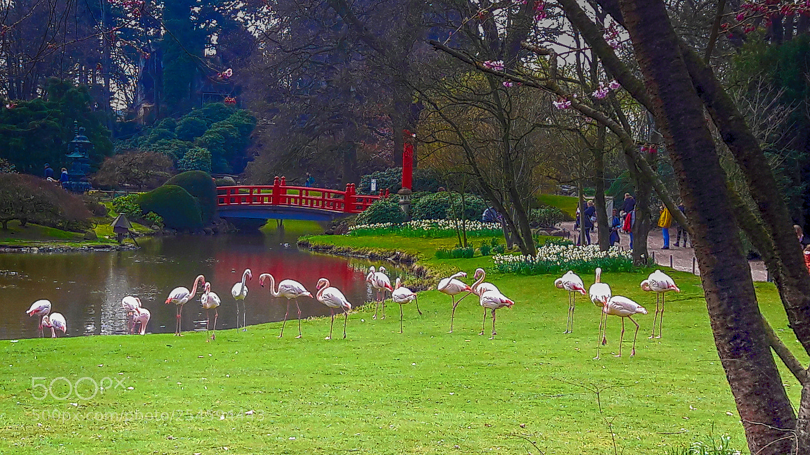 Samsung Galaxy A5(2016) sample photo. Flamingos in the hamburg photography