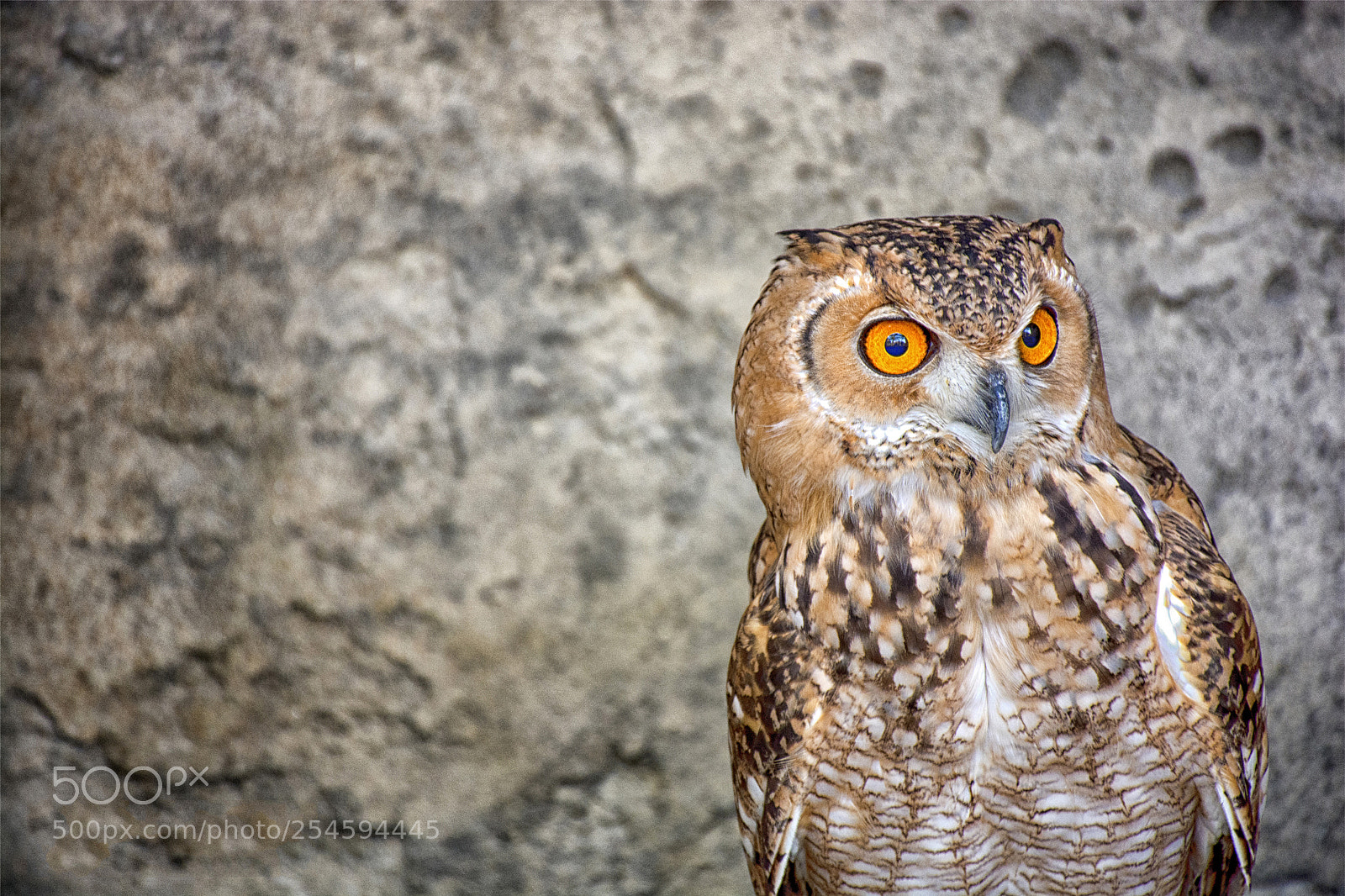 Nikon D7100 sample photo. Bengal eagle owl photography