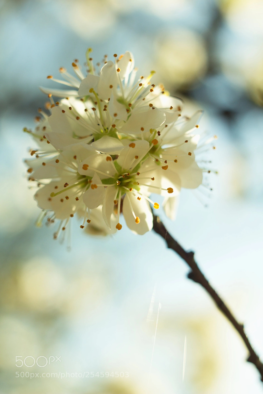 Canon EOS 60D sample photo. Apple blossom. photography