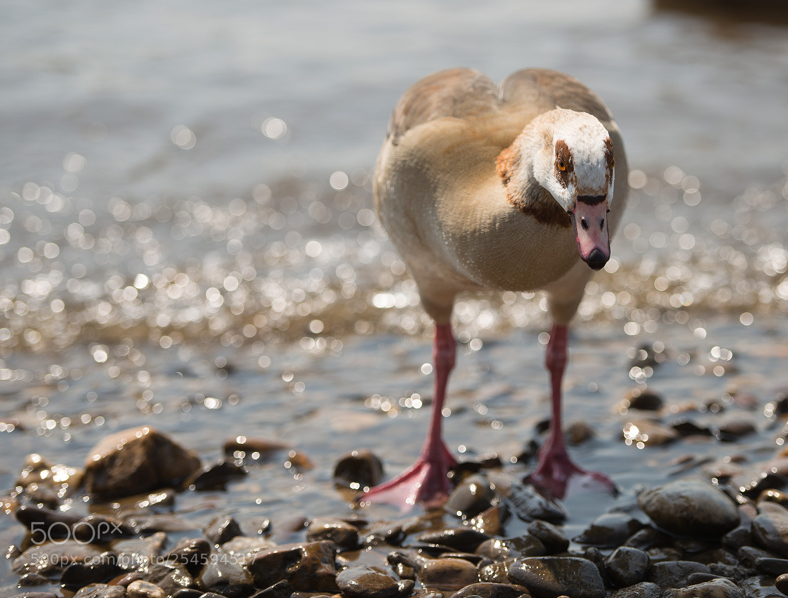 Nikon D800 sample photo. Nilgans -  (alopochen aegyptiaca) photography