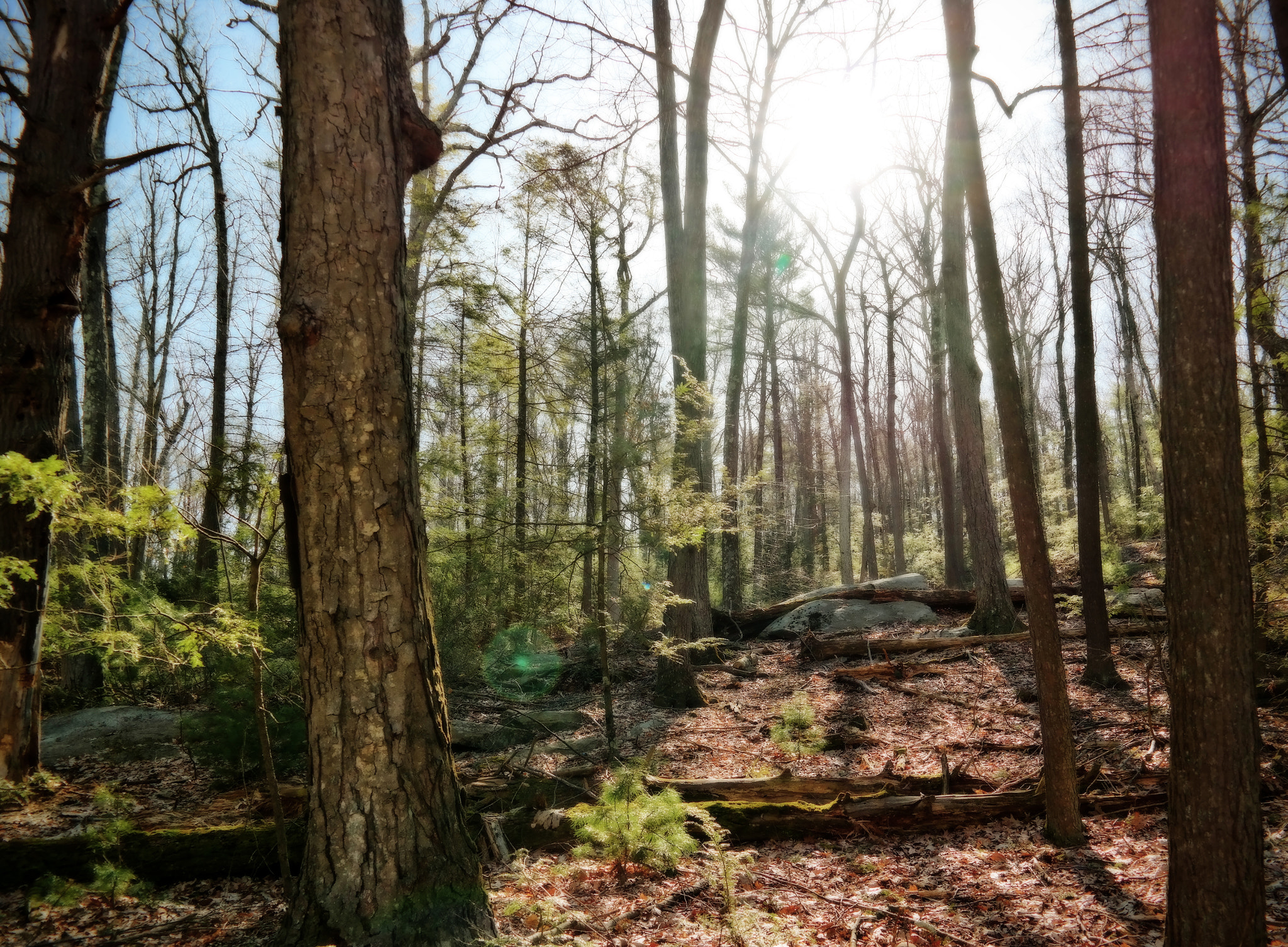 Samsung NX300M sample photo. Morning walk in the mountains photography