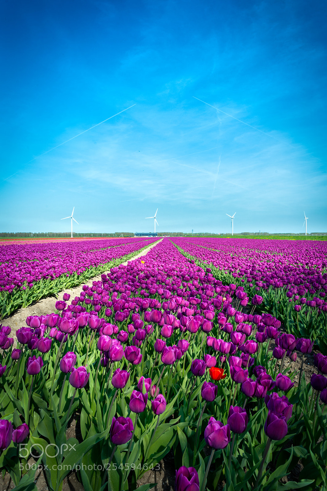 Nikon D610 sample photo. Let's get dutch! photography