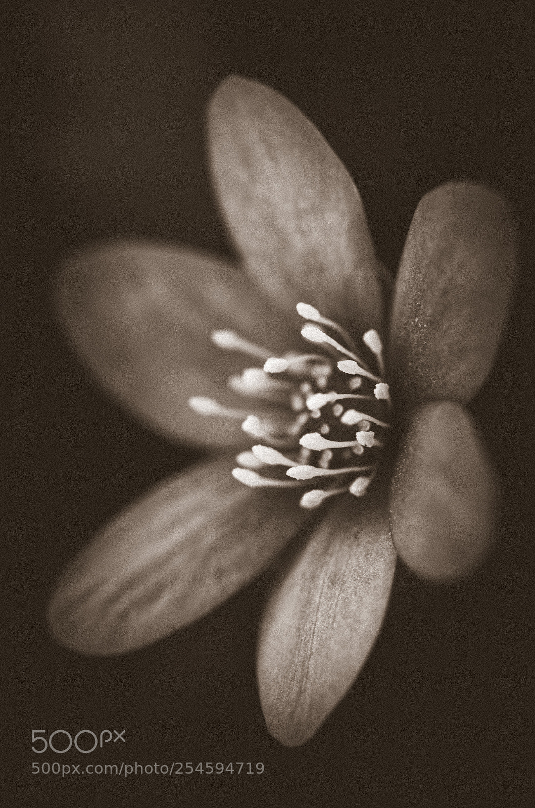 Nikon D7000 sample photo. Solitary photography