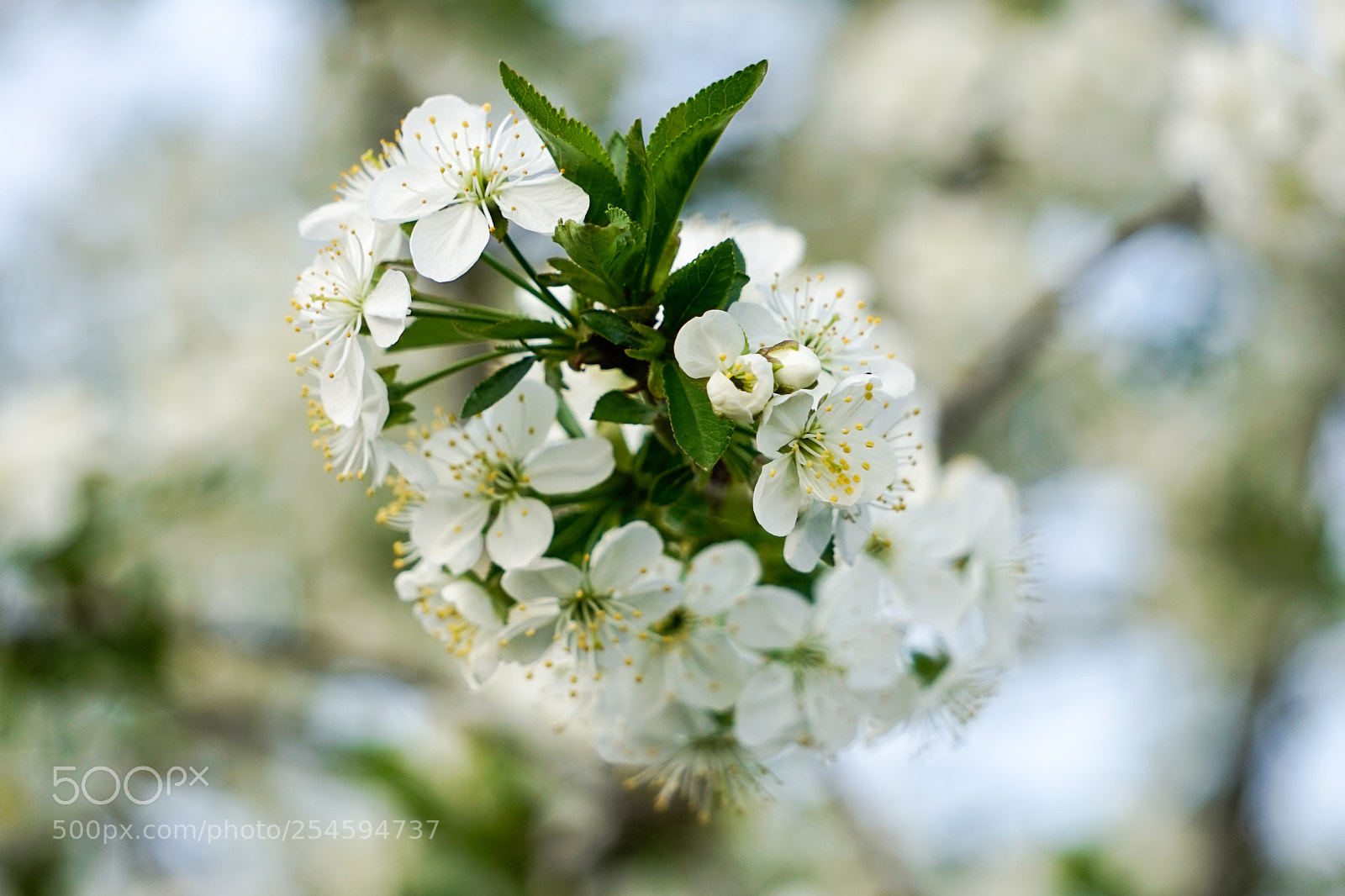 Sony a7 sample photo. Spring in my garden*** photography