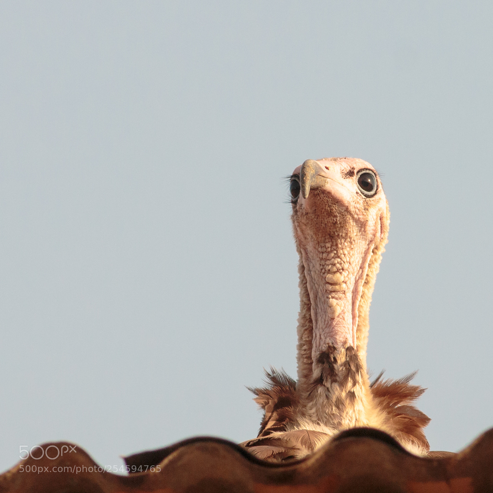 Canon EOS 70D sample photo. Hooded volture photography
