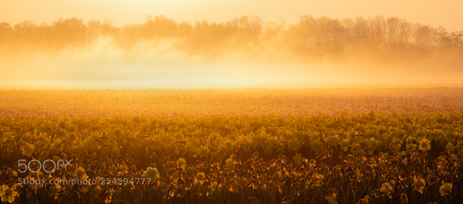 Nikon D850 sample photo. Golden sunrise photography