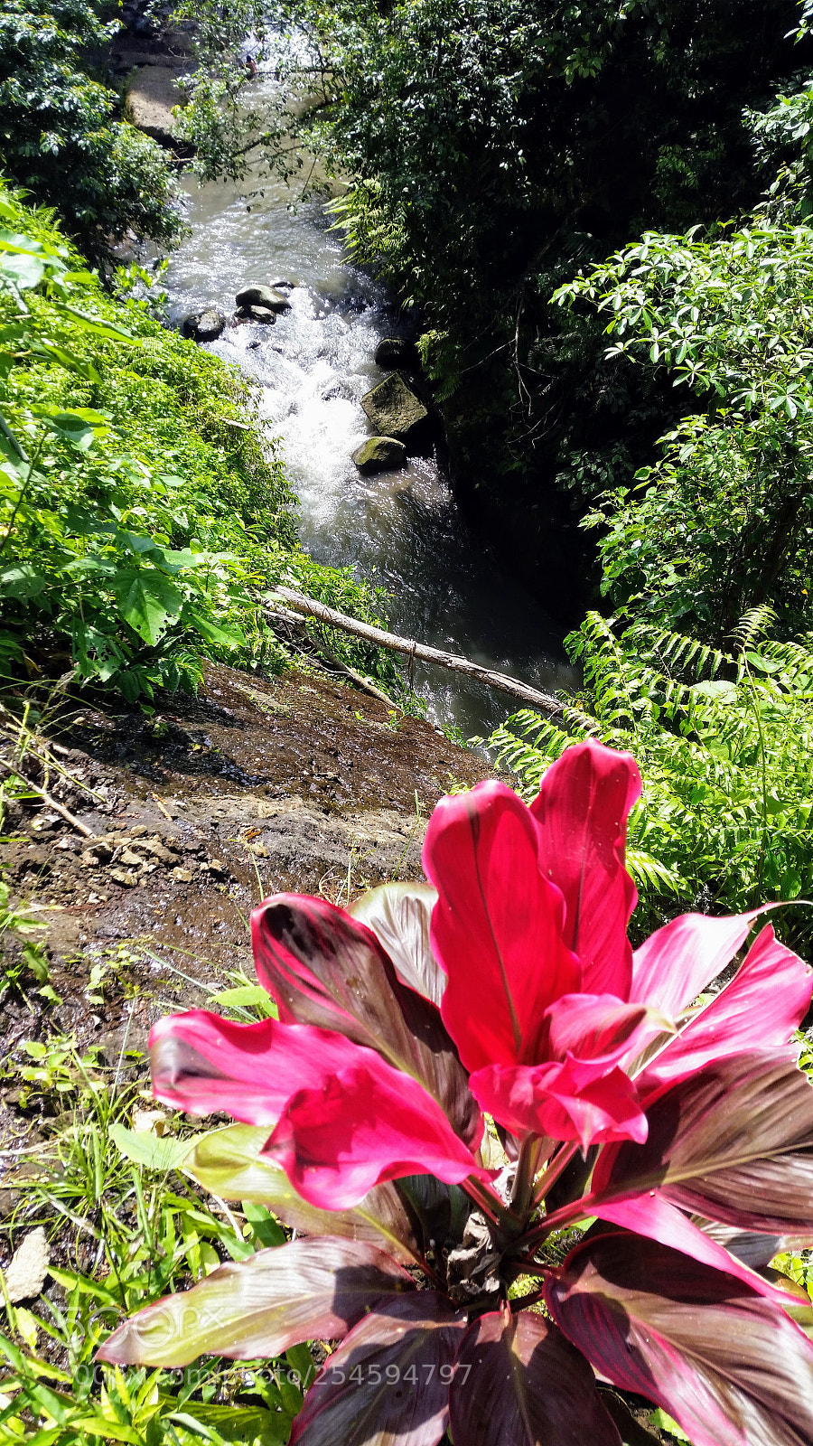 Samsung Galaxy S5 sample photo. Flower in the valley. photography