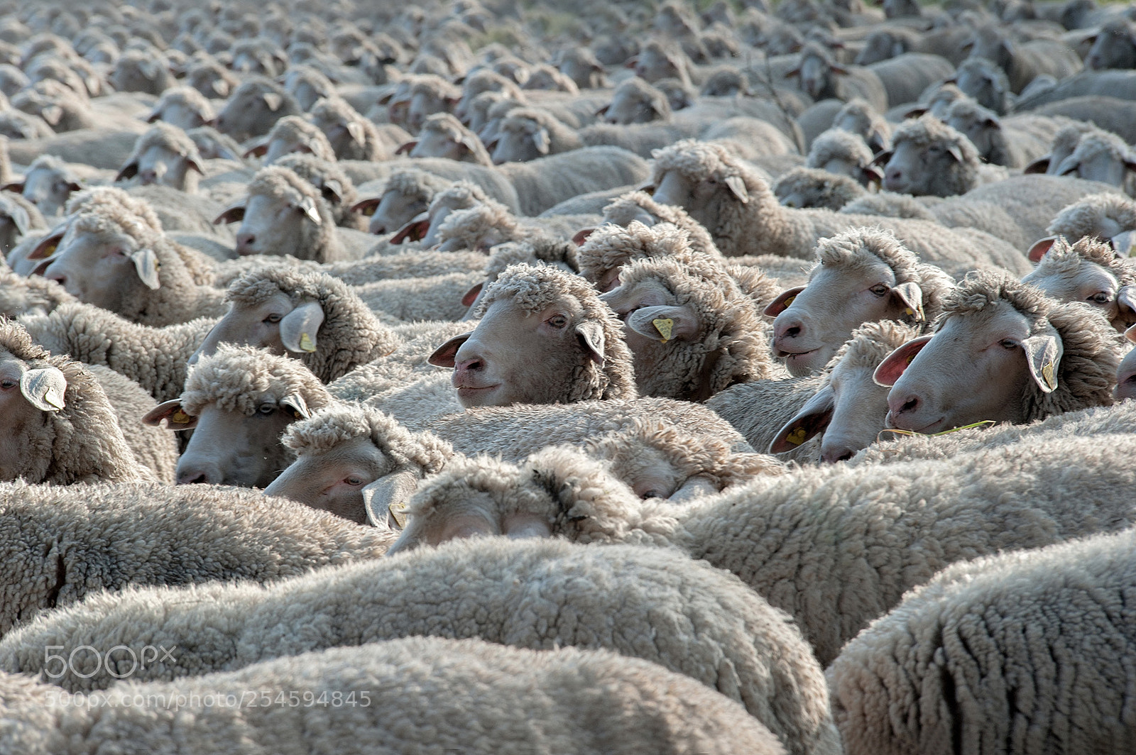 Nikon D700 sample photo. Flock of sheep photography