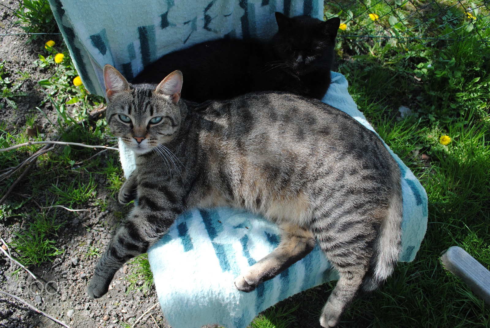 Nikon D3000 sample photo. Good neighbours photography