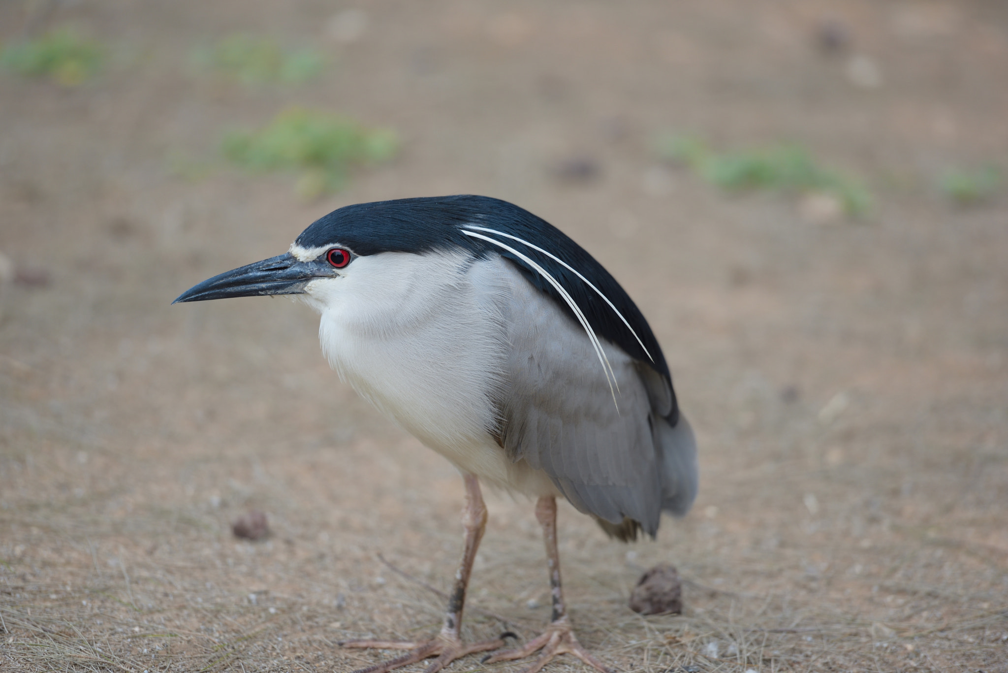 Nikon AF-S Nikkor 70-200mm F2.8G ED VR II sample photo. Blue bird photography