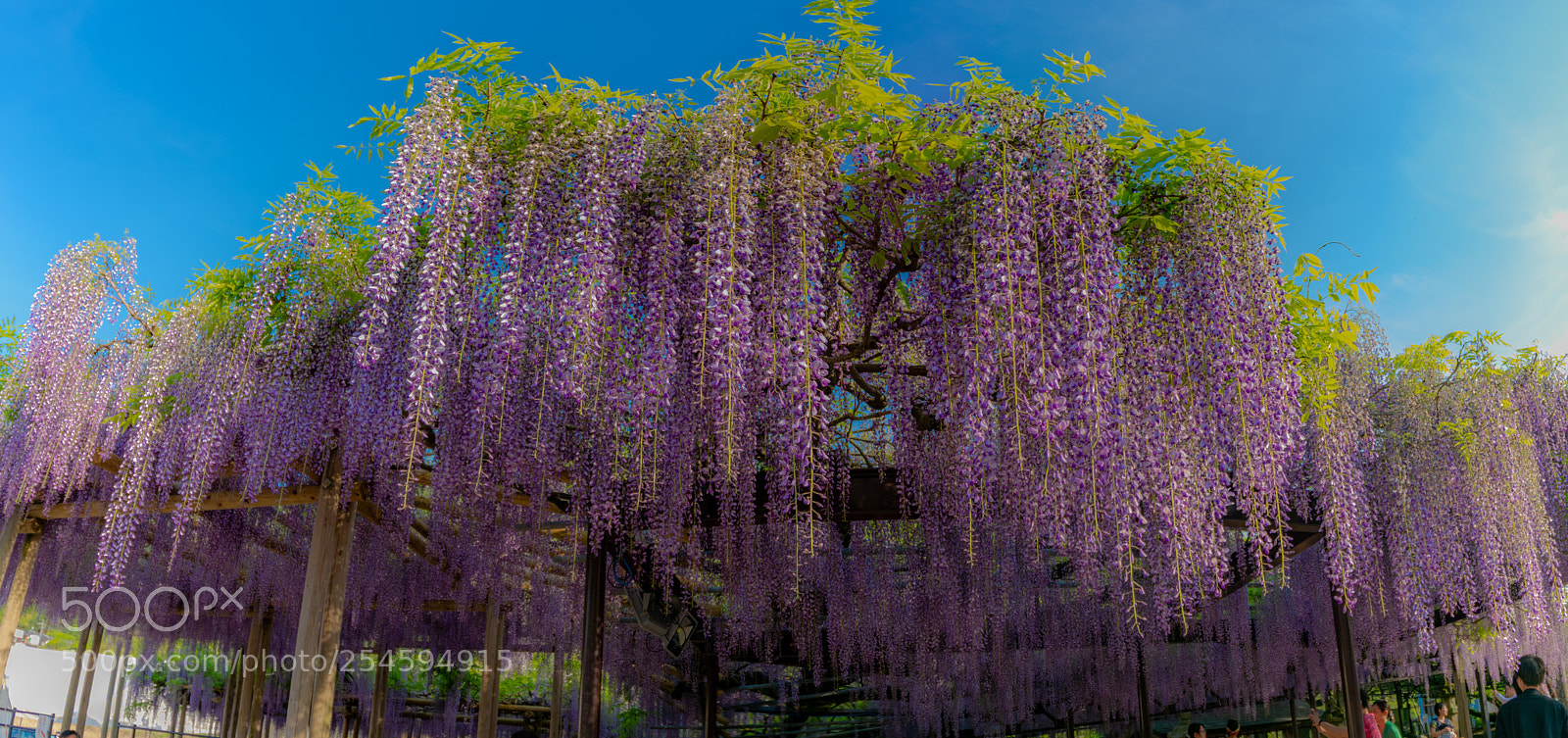 Nikon D7100 sample photo. Wisteria tree 紫藤花 藤の花 photography