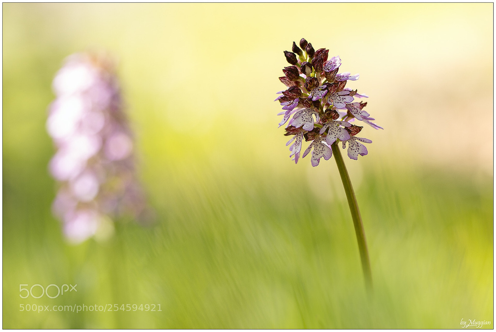 Canon EOS 80D sample photo. Orchys purpurea photography