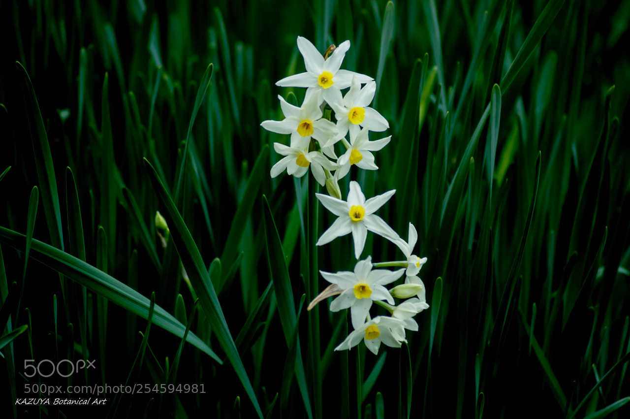 Pentax K-3 sample photo. Much narcissus photography